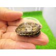 画像2: 美！　クサガメ（色変わり）　約３.５cm　１ (2)