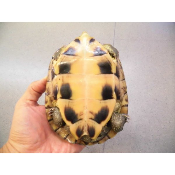画像4: 美！　ヤエヤマイシガメ　約１４ｃｍ　５ (4)