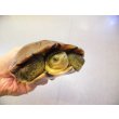 画像3: 美！　ヤエヤマイシガメ　約１４ｃｍ　５ (3)