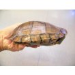 画像2: 美！　ヤエヤマイシガメ　約１４ｃｍ　５ (2)