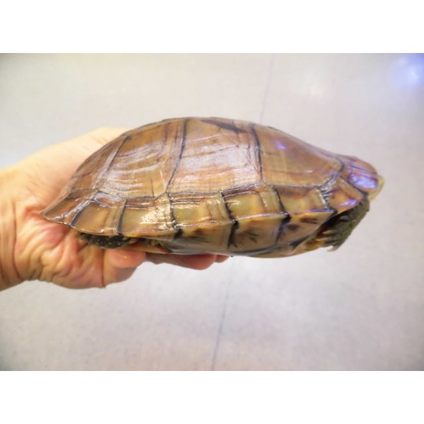 画像2: 美！　ヤエヤマイシガメ　約１４ｃｍ　５ (2)