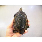 画像: 美！　ニホンイシガメ　約１０.５cm♂　B
