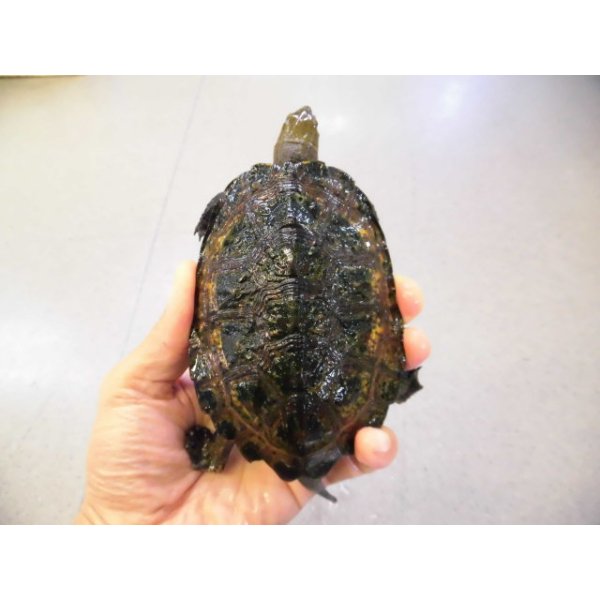 画像1: 美！　ニホンイシガメ　約１０.５cm♂　B (1)