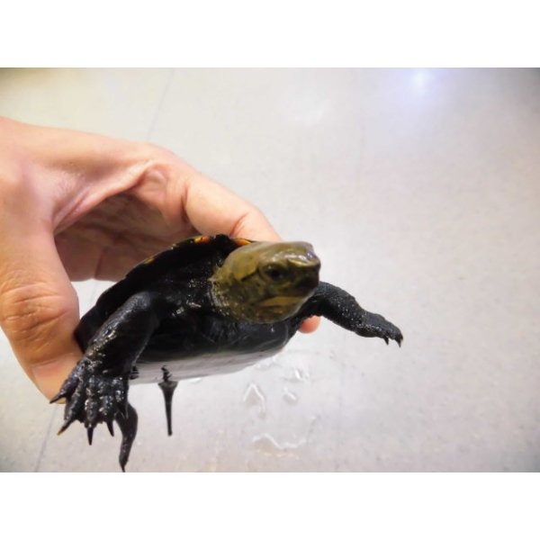 画像3: 美！　ニホンイシガメ　約１０.５cm♂　B (3)