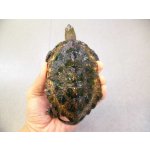 画像: 美！　ニホンイシガメ　約１１cm♂　A