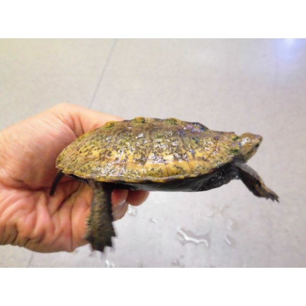 画像2: 美！　ニホンイシガメ　約９cm♀　D (2)