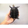 画像4: 美！　ニホンイシガメ　約１１cm♂　A (4)