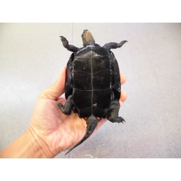 画像4: 美！　ニホンイシガメ　約１１cm♂　A (4)