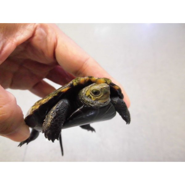 画像3: 美！　ニホンイシガメ　約８.５cm♀　C (3)