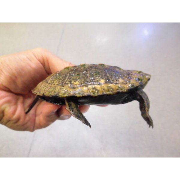 画像2: 美！　ニホンイシガメ　約８.５cm♀　C (2)