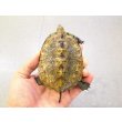 画像1: 美！　ニホンイシガメ　約９cm♀　D (1)