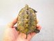 画像: 美！　ニホンイシガメ　約９cm♀　D