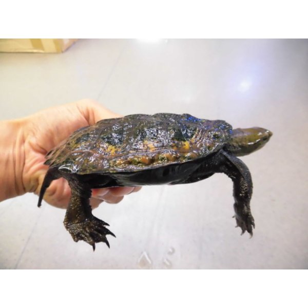 画像2: 美！　ニホンイシガメ　約１０.５cm♂　B (2)