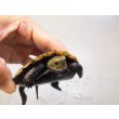 画像3: 美！　ニホンイシガメ　約９cm♀　D (3)