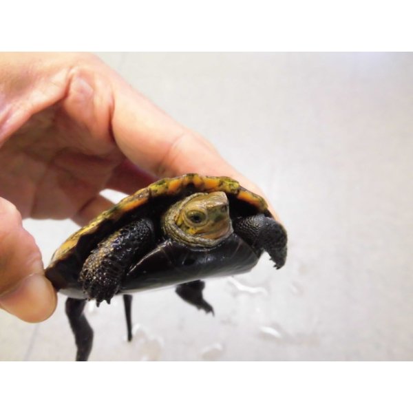 画像3: 美！　ニホンイシガメ　約９cm♀　D (3)