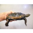 画像2: 美！　ニホンイシガメ　約１１cm♂　A (2)