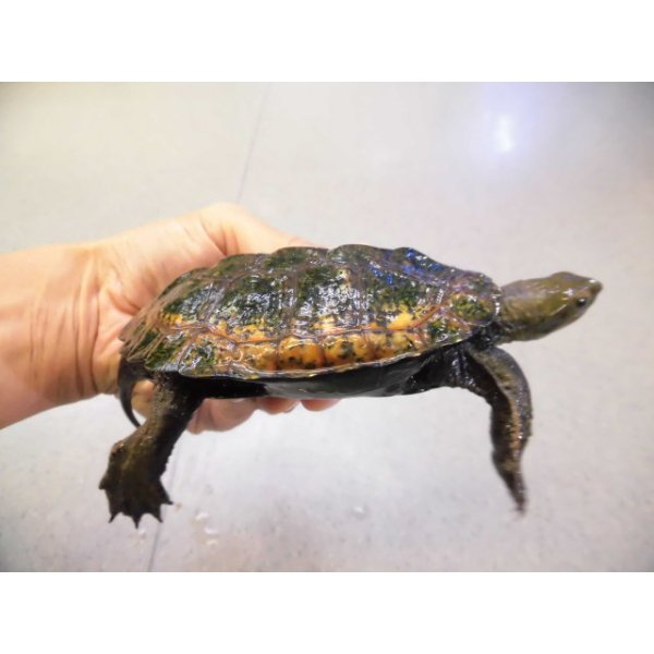 画像2: 美！　ニホンイシガメ　約１１cm♂　A (2)
