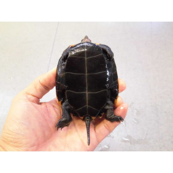 画像4: 美！　ニホンイシガメ　約９cm♀　D (4)