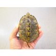 画像1: 美！　ニホンイシガメ　約８.５cm♀　C (1)