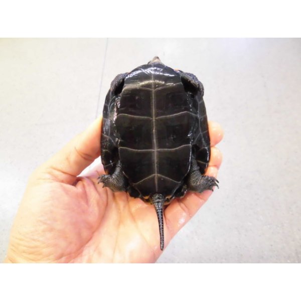 画像4: 美！　ニホンイシガメ　約８.５cm♀　C (4)