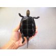 画像4: 美！　ニホンイシガメ　約１０.５cm♂　B (4)