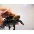 画像3: 美！　ニホンイシガメ　約１１cm♂　A (3)