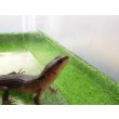 画像5: 美！　スラウェシクロコダイルスキンク　約１８cm　たぶん♂　２ (5)