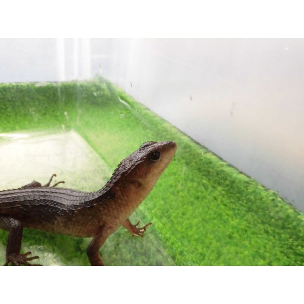 画像5: 美！　スラウェシクロコダイルスキンク　約１８cm　たぶん♂　２ (5)