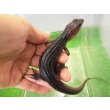 画像3: 美！　スラウェシクロコダイルスキンク　約１８cm　たぶん♂　２ (3)
