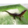 画像6: 美！　スラウェシクロコダイルスキンク　約１８cm　たぶん♂　２ (6)