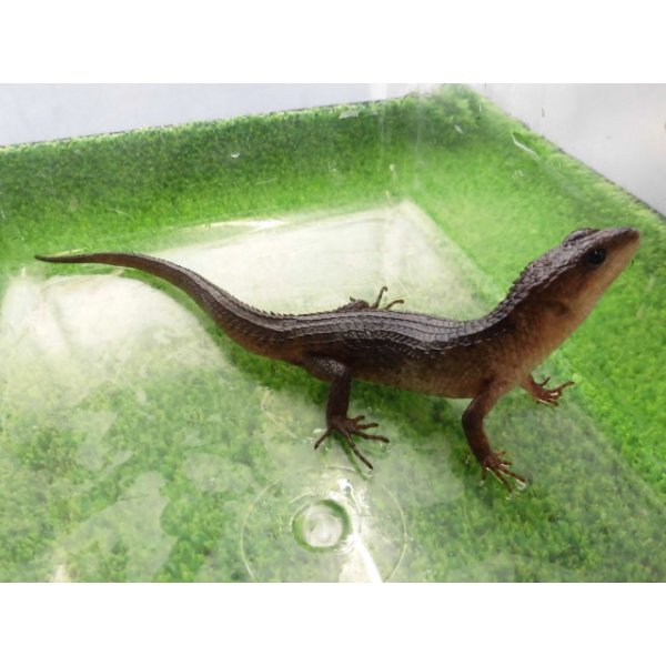 画像6: 美！　スラウェシクロコダイルスキンク　約１８cm　たぶん♂　２ (6)