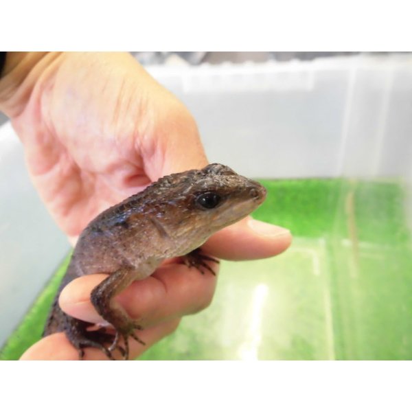 画像4: 美！　スラウェシクロコダイルスキンク　約１８cm　たぶん♂　２ (4)