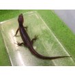 画像2: 美！　スラウェシクロコダイルスキンク　約１８cm　たぶん♂　２ (2)