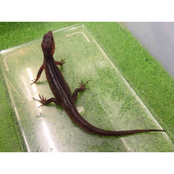 画像2: 美！　スラウェシクロコダイルスキンク　約１８cm　たぶん♂　２ (2)