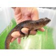 画像1: 美！　スラウェシクロコダイルスキンク　約１８cm　たぶん♂　２ (1)