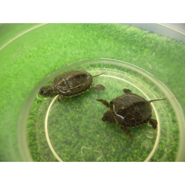 画像5: 美！　クサガメ　２〜３cm　１ (5)