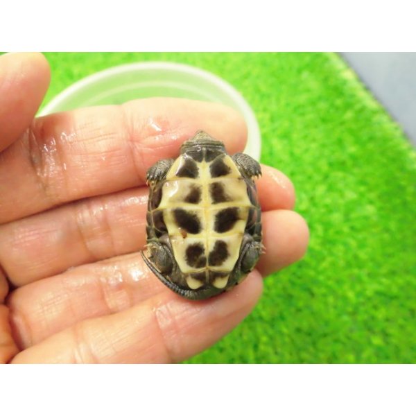 画像4: 美！　クサガメ　２〜３cm　１ (4)