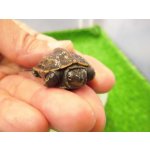 画像: 美！　クサガメ　２〜３cm　１