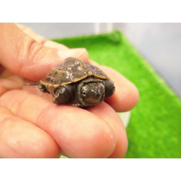 画像1: 美！　クサガメ　２〜３cm　１ (1)