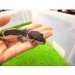 画像2: 美！　ブラックナイト（ヒョウモントカゲモドキ）　約１２cm　たぶん♀　１ (2)