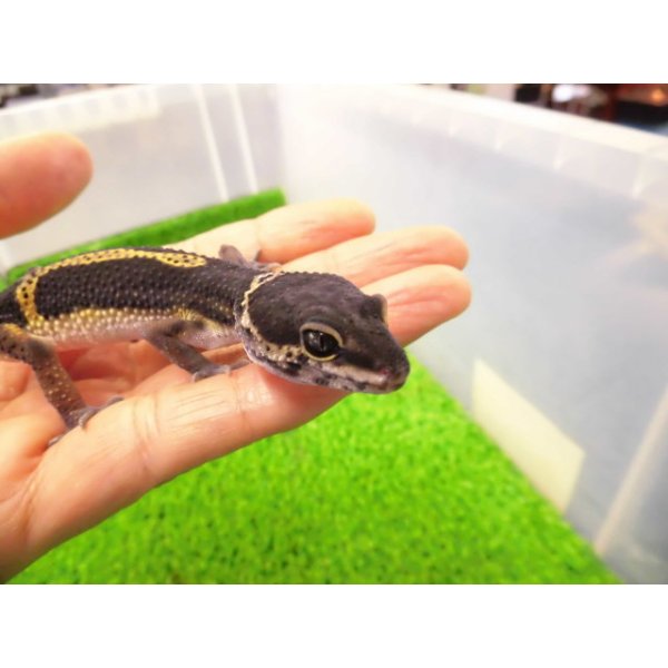 画像2: 美！　ブラックナイト（ヒョウモントカゲモドキ）　約１２cm　たぶん♀　１ (2)