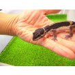 画像3: 美！　ブラックナイト（ヒョウモントカゲモドキ）　約１２cm　たぶん♀　１ (3)
