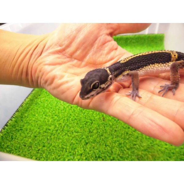画像3: 美！　ブラックナイト（ヒョウモントカゲモドキ）　約１２cm　たぶん♀　１ (3)
