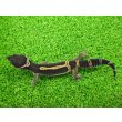画像5: 美！　ブラックナイト（ヒョウモントカゲモドキ）　約１２cm　たぶん♀　１ (5)