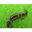 画像4: 美！　ブラックナイト（ヒョウモントカゲモドキ）　約１２cm　たぶん♀　１ (4)