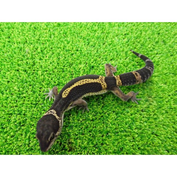 画像4: 美！　ブラックナイト（ヒョウモントカゲモドキ）　約１２cm　たぶん♀　１ (4)