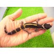 画像1: 美！　ブラックナイト（ヒョウモントカゲモドキ）　約１２cm　たぶん♀　１ (1)