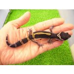 画像: 美！　ブラックナイト（ヒョウモントカゲモドキ）　約１２cm　たぶん♀　１