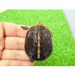 画像6: 美！　タイワンセマルハコガメ　　約４.５cm　１ (6)