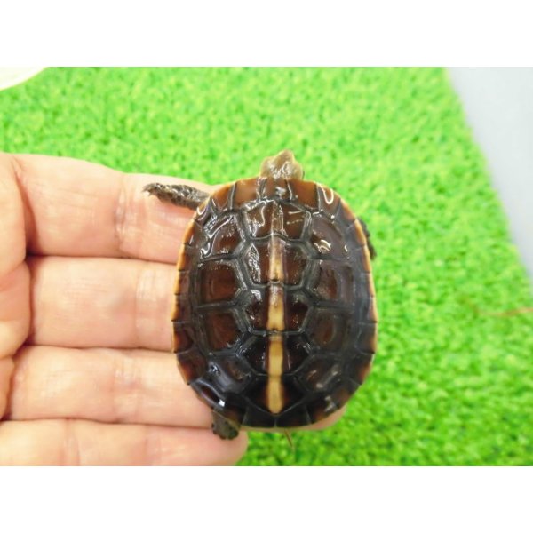画像6: 美！　タイワンセマルハコガメ　　約４.５cm　１ (6)